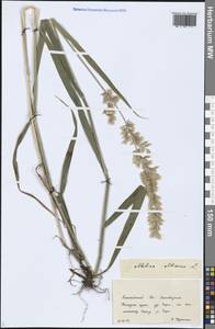 Melica altissima L., Siberia, Altai & Sayany Mountains (S2) (Russia)