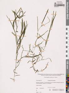 Potamogeton sibiricus A.Benn., Siberia, Chukotka & Kamchatka (S7) (Russia)
