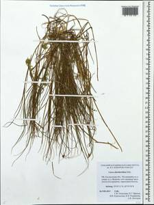 Carex chordorrhiza L.f., Eastern Europe, Central forest region (E5) (Russia)