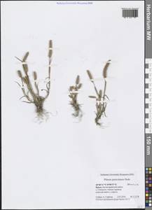 Phleum paniculatum Huds., Crimea (KRYM) (Russia)