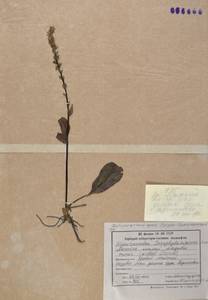 Lagotis glauca subsp. minor (Willd.) Hultén, Siberia, Russian Far East (S6) (Russia)