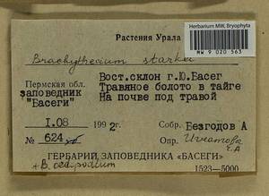 Sciuro -hypnum oedipodium (Mitt.) Ignatov & Huttunen, Bryophytes, Bryophytes - Permsky Krai, Udmurt Republic, Sverdlovsk & Kirov Oblasts (B8) (Russia)