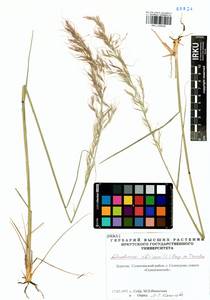 Achnatherum sibiricum (L.) Keng ex Tzvelev, Siberia, Baikal & Transbaikal region (S4) (Russia)