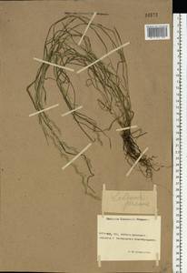 Lolium perenne L., Eastern Europe, Rostov Oblast (E12a) (Russia)