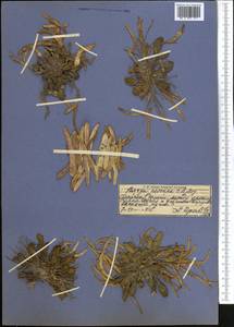 Leiospora exscapa (Ledeb.) F. Dvorák, Middle Asia, Pamir & Pamiro-Alai (M2) (Kyrgyzstan)