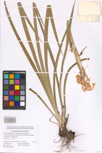 Iris pseudonotha Galushko, Eastern Europe, Lower Volga region (E9) (Russia)