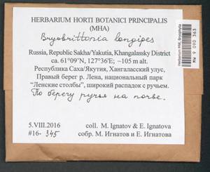 Bryobrittonia longipes (Mitt.) D.G. Horton, Bryophytes, Bryophytes - Yakutia (B19) (Russia)