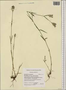 Dianthus armeria L., Western Europe (EUR) (Bulgaria)