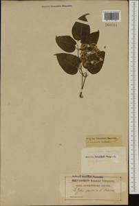 Clematis vitalba L., Western Europe (EUR) (France)