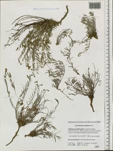 Convolvulus ammannii Desr., Siberia, Baikal & Transbaikal region (S4) (Russia)