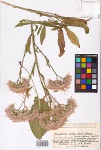 Saussurea salsa (Pall.) Spreng., Eastern Europe, Lower Volga region (E9) (Russia)