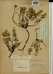 Euphorbia glareosa Pall. ex M.Bieb., Eastern Europe, Lower Volga region (E9) (Russia)