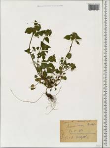 Lamium caucasicum Grossh., Caucasus, Georgia (K4) (Georgia)