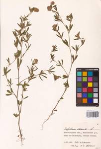 Trifolium arvense L., Eastern Europe, Lower Volga region (E9) (Russia)