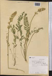 Oxytropis campestris var. gracilis (A.Nelson)Barneby, America (AMER) (Canada)