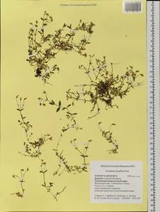 Cerastium pusillum Ser., Siberia, Baikal & Transbaikal region (S4) (Russia)