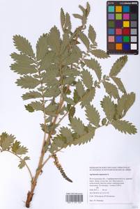 Agrimonia eupatoria L., Eastern Europe, Lower Volga region (E9) (Russia)