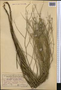 Chondrilla leiosperma Kar. & Kir., Middle Asia, Western Tian Shan & Karatau (M3) (Kazakhstan)