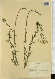 Achillea impatiens L., Siberia, Altai & Sayany Mountains (S2) (Russia)