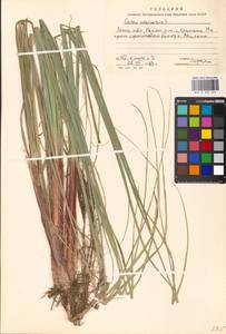 Carex vesicaria L., Eastern Europe, Moscow region (E4a) (Russia)