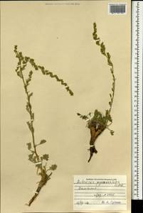 Artemisia pycnorhiza Ledeb., Mongolia (MONG) (Mongolia)