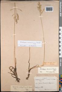 Arctopoa schischkinii (Tzvelev) Prob., Mongolia (MONG) (Mongolia)