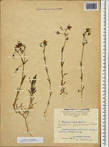 Cerastium purpurascens, Caucasus, Armenia (K5) (Armenia)