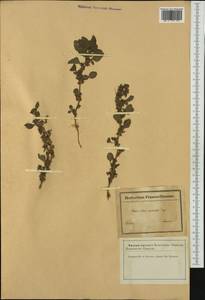 Amaranthus graecizans L., Western Europe (EUR) (France)