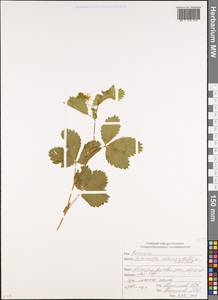 Potentilla elatior Willd. ex Schltdl., Caucasus, Abkhazia (K4a) (Abkhazia)