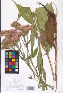 Saussurea amara (L.) DC., Eastern Europe, Central forest-and-steppe region (E6) (Russia)