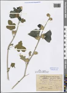 Alcea rugosa Alef., Caucasus, Krasnodar Krai & Adygea (K1a) (Russia)