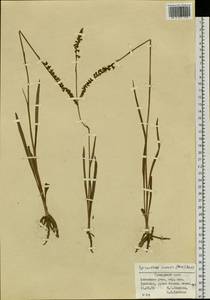 Spiranthes sinensis (Pers.) Ames, Siberia, Russian Far East (S6) (Russia)