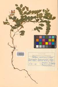 Lathyrus japonicus var. maritimus (L.) J.T.Kartesz & Gandhi, Siberia, Chukotka & Kamchatka (S7) (Russia)