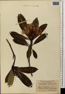 Rhododendron ponticum L., Caucasus, Georgia (K4) (Georgia)