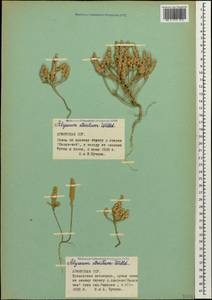 Alyssum strictum Willd., Caucasus, Armenia (K5) (Armenia)