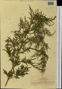 Urtica cannabina L., Siberia, Western (Kazakhstan) Altai Mountains (S2a) (Kazakhstan)