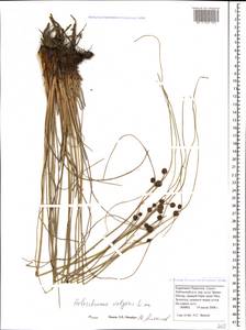 Scirpoides holoschoenus (L.) Soják, Caucasus, Stavropol Krai, Karachay-Cherkessia & Kabardino-Balkaria (K1b) (Russia)