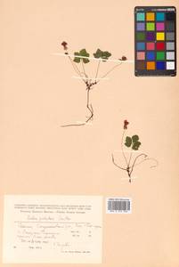 Rubus pedatus Sm., Siberia, Russian Far East (S6) (Russia)