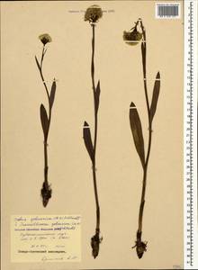 Traunsteinera sphaerica (M.Bieb.) Schltr., Caucasus, North Ossetia, Ingushetia & Chechnya (K1c) (Russia)