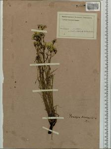 Crepidiastrum tenuifolium (Willd.) Sennikov, Siberia, Altai & Sayany Mountains (S2) (Russia)