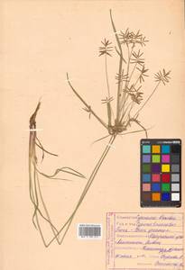 Cyperus orthostachyus Franch. & Sav., Siberia, Russian Far East (S6) (Russia)