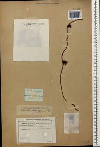 Cuscuta monogyna Vahl, Caucasus (no precise locality) (K0)