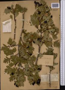 Crataegus pseudoheterophylla subsp. turkestanica (Pojark.) K. I. Chr., Middle Asia, Dzungarian Alatau & Tarbagatai (M5) (Kazakhstan)