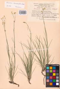 Eremogone saxatilis (L.) Ikonn., Eastern Europe, Eastern region (E10) (Russia)