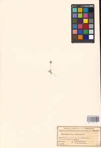 Ceratocephala orthoceras DC., Eastern Europe, Moscow region (E4a) (Russia)