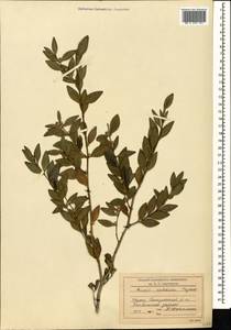 Buxus sempervirens L., Caucasus, Georgia (K4) (Georgia)