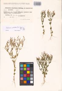 Centaurium pulchellum, Eastern Europe, South Ukrainian region (E12) (Ukraine)