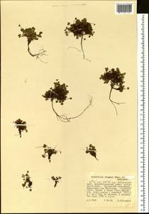 Potentilla elegans Cham. & Schltdl., Siberia, Russian Far East (S6) (Russia)