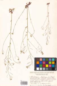 Arabidopsis thaliana (L.) Heynh., Eastern Europe, Moscow region (E4a) (Russia)