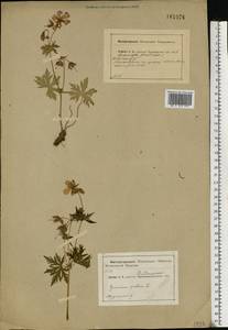 Geranium pratense L., Eastern Europe, Central region (E4) (Russia)